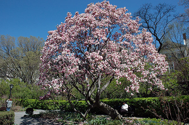 Central Park 049.JPG